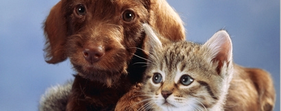 Banner Cats and Dogs 3D Pets at play